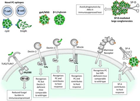 Mannose Receptor