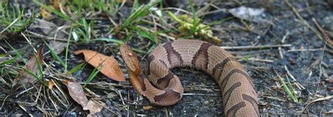 Copperhead stock photo. Image of venom, fear, snake, copperhead - 9148508