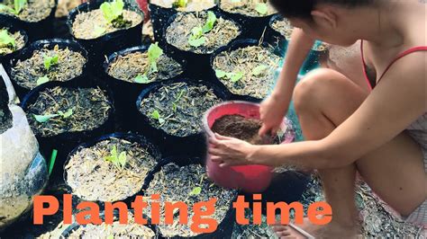 Vegetable Planting Time Lapse Video Youtube