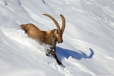 Male Alpine Ibex Capra Ibex With Big Ones Horns The At Winter At Deep