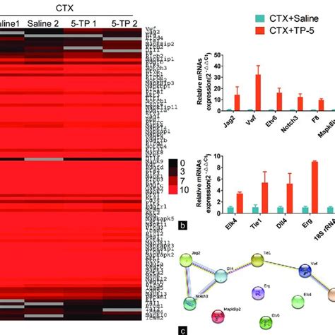 Thymopentin 5 Activated The Expression Of Angiogenesis Associated