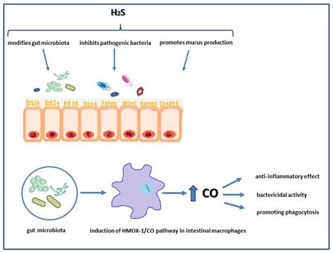 Biomolecules Free Full Text Synergisms Discrepancies And