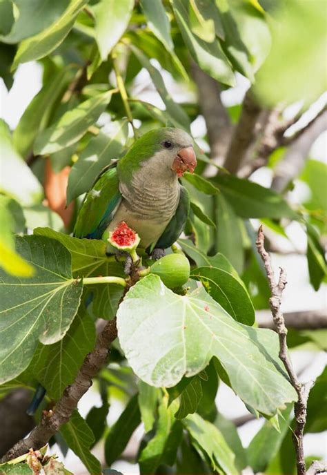 Pappagallo Parrocchetto Mangia Fico Da Albero