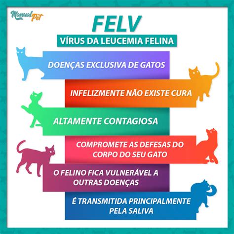 FELV - A leucemia felina | Manual Pet