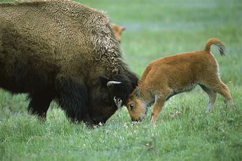 American Bison Cow And Calf Photograph by Suzi Eszterhas - Pixels