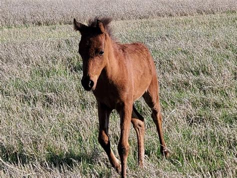 Caspian Horse Breeding Farms and Ranches — Caspian Horse Breeders Association