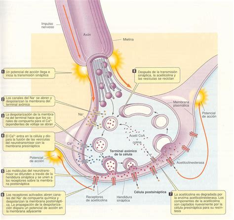 Clases de Psicología 4to Año Tema 6 Bases Biológicas de la Conducta