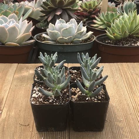 Pachyphytum Compactum - For Sale Online– Harddy