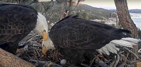 Bald eagle lays egg in Southern California mountains | AP News
