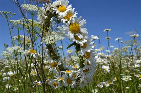красивые картинки ромашек в хорошем качестве
