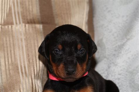 Doberman Pinscher Dog Breed Information, Images, Characteristics, Health