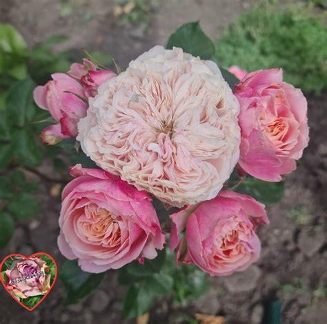 Роза Викториан Классик | Розы Кавказа🌹🌹🌹 | Дзен