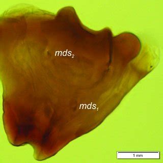 Orobitis Cyanea Mature Larva Lateral View Habitus And Chaetotaxy