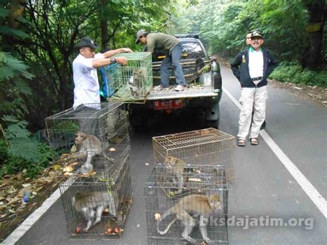 Bbksda Jatim Kembali Lepasliarkan Satwa Liar Balai Besar Ksda Jawa Timur