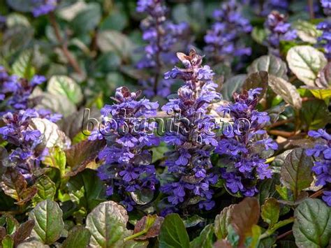 Images Ajuga Reptans Atropurpurea Images Of Plants And Gardens