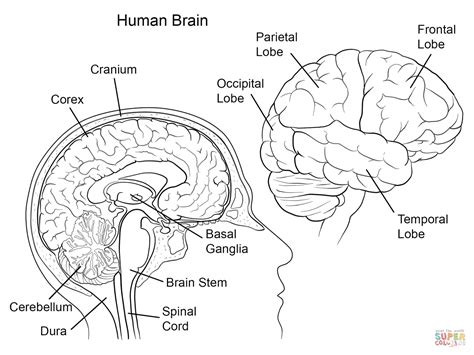 Printable Brain Anatomy Coloring Pages