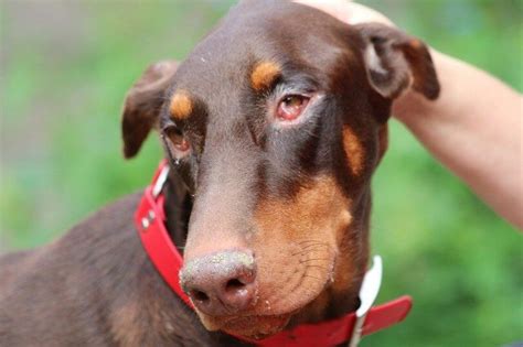 dog  conjunctivitis pet advice knutsford vets