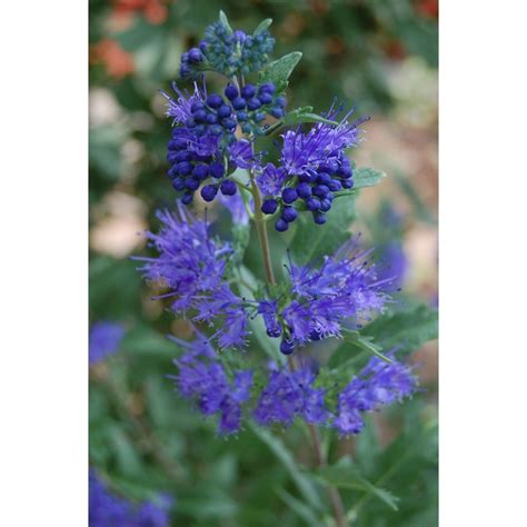 Caryopteris X Clandonensis Longwood Blue Blue Mist Shrub Pollinator Garden Shrubs Pollination