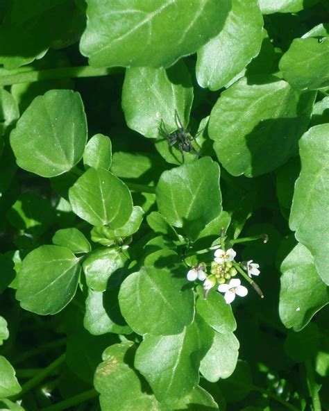 Watercress Rorippa Nasturtium Aquaticum Is My Treasure Ive Got A