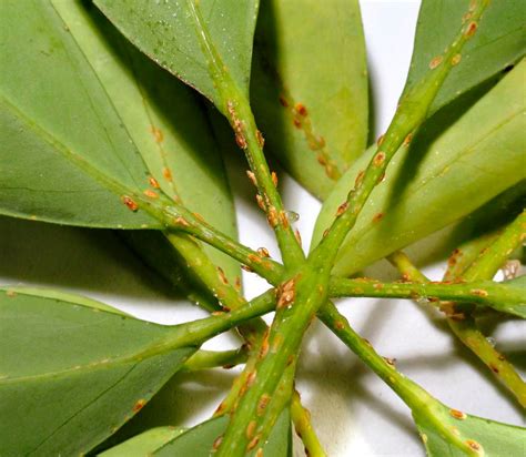 Шеффлера: уход в домашних условиях, пересадка и размножение, виды