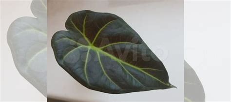 Алоказия Regal Shield купить во Владимире | Товары для дома и дачи | Авито