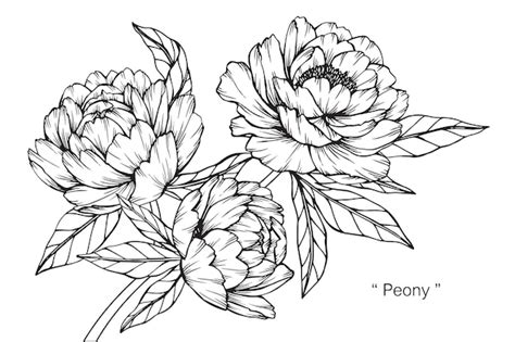 Peony flower drawing illustration. | Premium Vector