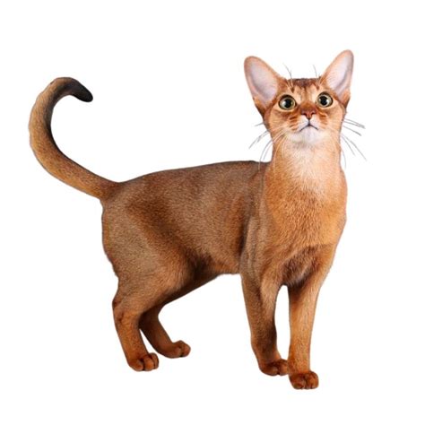 Абисинска котка | VetWorld
