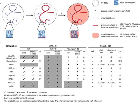 Regulation Of The DNA Damage Response On Male Meiotic Sex Chromosomes Abstract Europe PMC
