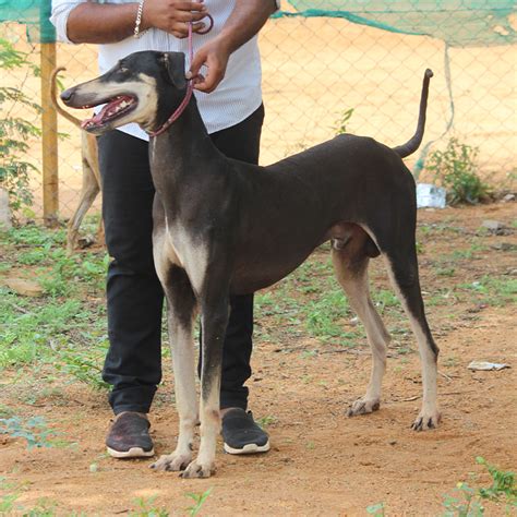 rajapalayam  operative kennels