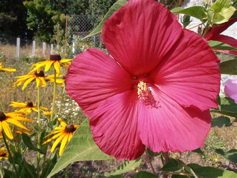 Гибискус травянистый | Plants