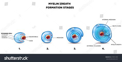 Myelin Sheath: Over 373 Royalty-Free Licensable Stock Vectors & Vector ...