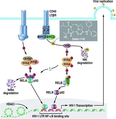 Model For Canonical Left And Non Canonical Right NF KB Pathways And