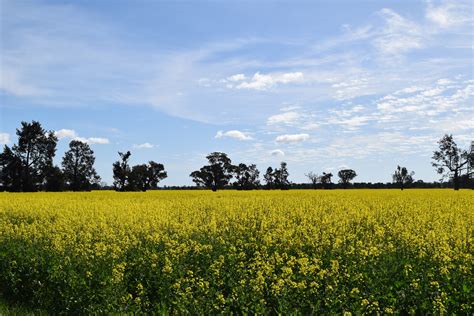 500 Mossdale Road Balldale Nsw 2646 House For Sale Domain