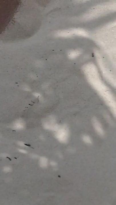 Martinique La Playa Free Gay Hd Porn Video C Xhamster