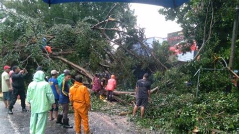 Hujan Deras Disertai Angin Kencang Robohkan Pohon Beringin Di