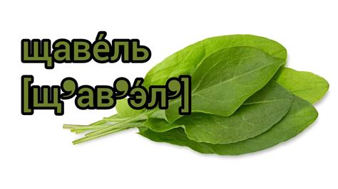 Как произносится щавель по-русски - YouTube