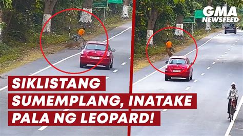 Siklistang Sumemplang Inatake Pala Ng Leopard GMA News Feed Video