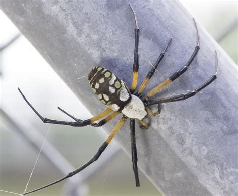 Female Argiope Aurantia Black And Yellow Garden Spider In Houston