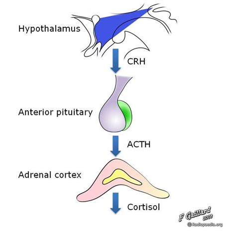 Hypothalamic Pituitary Axis