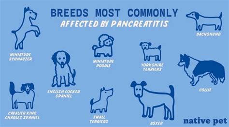 pancreatitis  dogs  symptoms  treatments native pet