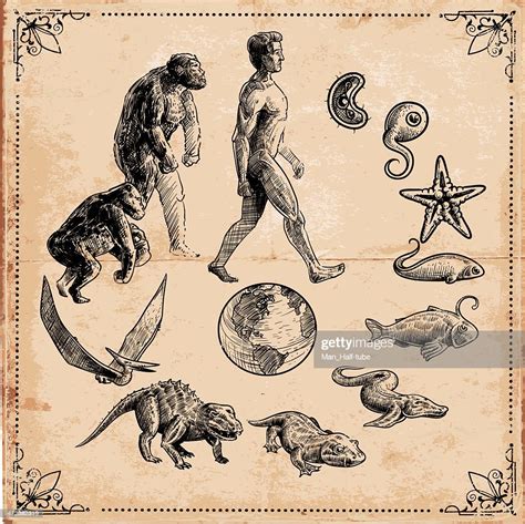 Evolution Of Life High-Res Vector Graphic - Getty Images