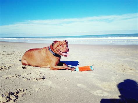 2018 best Dog Beach images on Pholder | Aww, Dogpictures and Old Man Dog