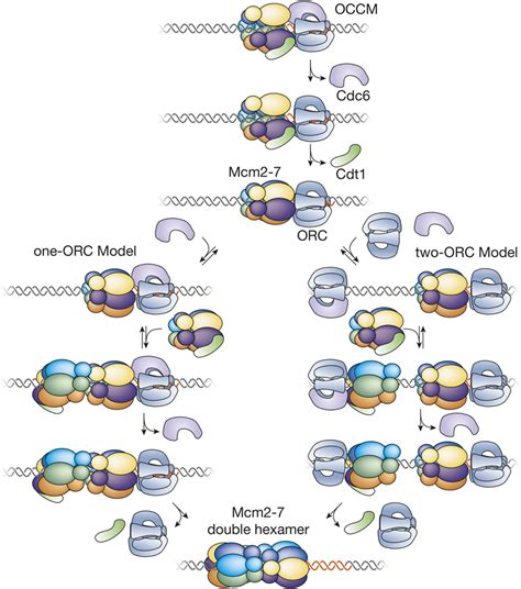 Events Of Helicase Loading After Recruitment Of The Mcm Complex Two