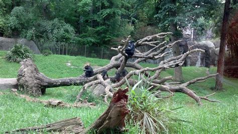 May 2013 - NC Asheboro Zoo - Baby chimpanzee monkeys | Asheboro zoo ...