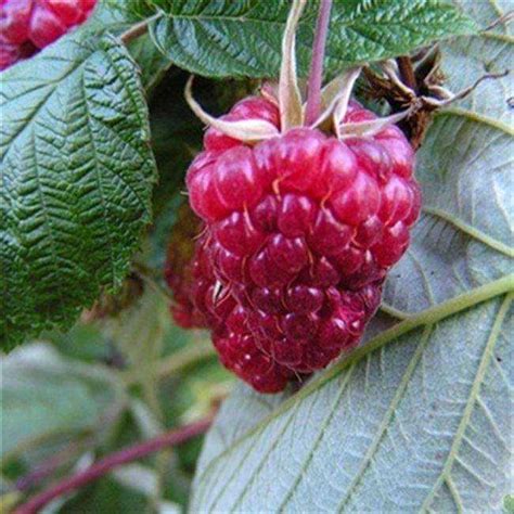 Малина вера: описание, фото, отзывы, характеристики, уход, посадка