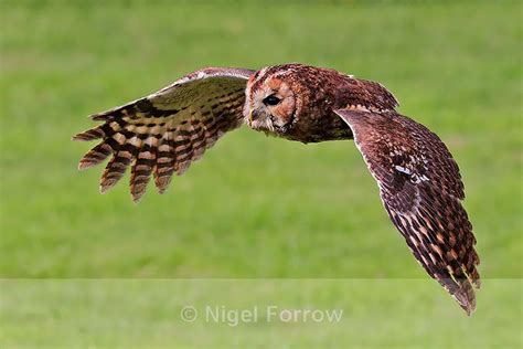 Tawny Owl Facts | Anatomy, Diet, Habitat, Behavior - Animals Time