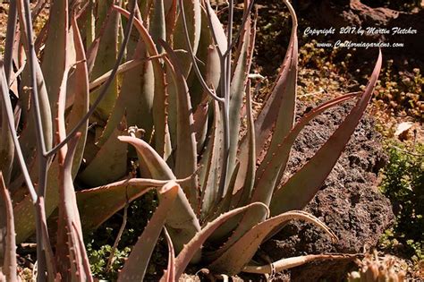 Aloe Sinkatana California Gardens