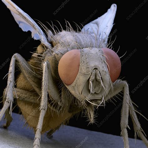 Coloured Sem Of A Housefly Musca Domestica Stock Image Z