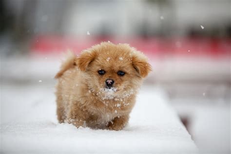 10 Adorable Puppies Playing In Their First Snow [PICTURES] - DogTime