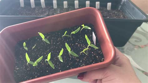 Посев перцев на рассаду сезон 2020 - YouTube